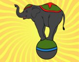 Elefante equilibrista