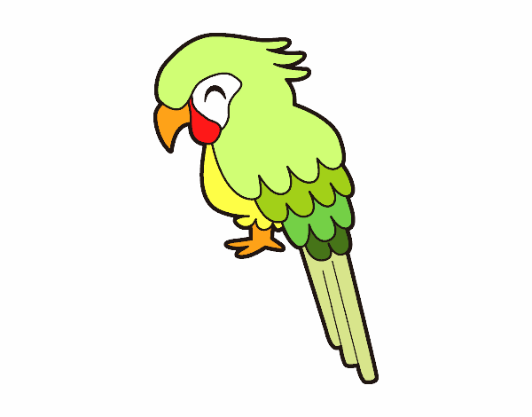 Guacamayo