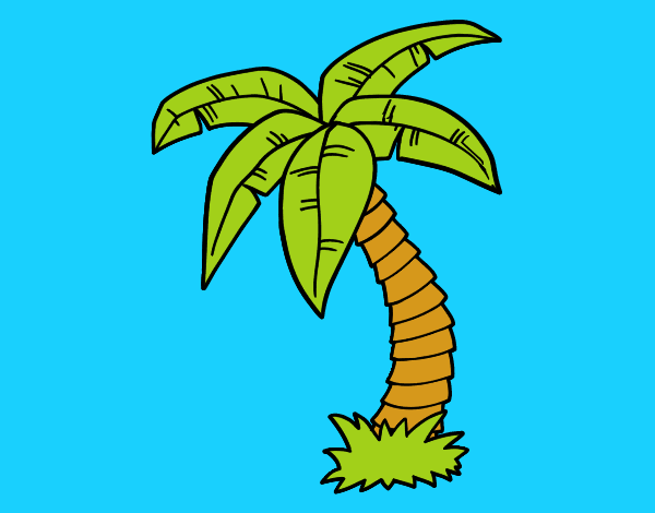 Palmera