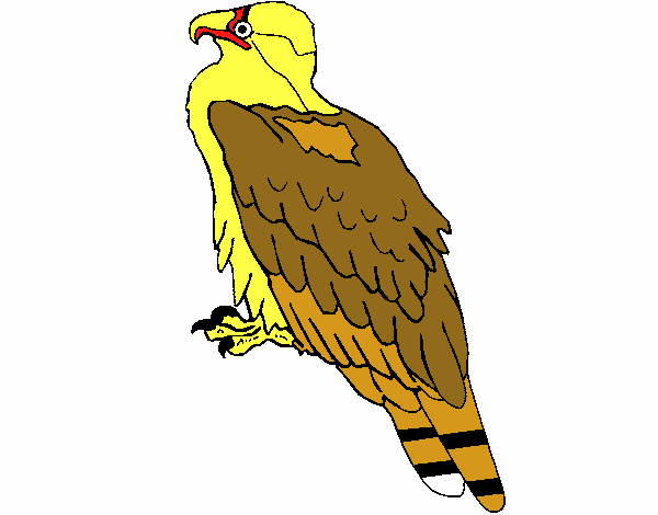 Águila