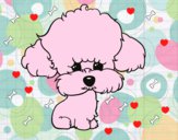 Cachorro de poodle