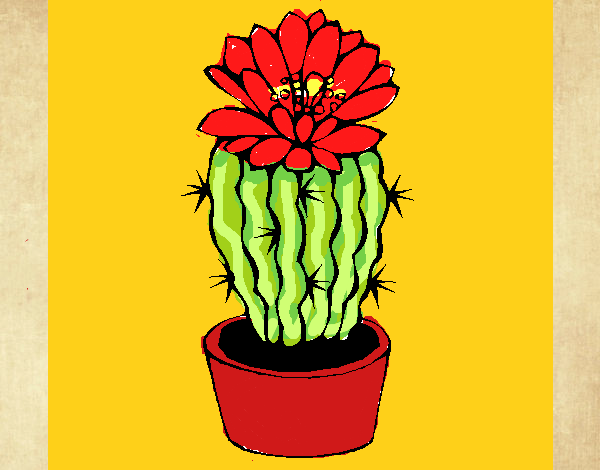 Cactus con flor