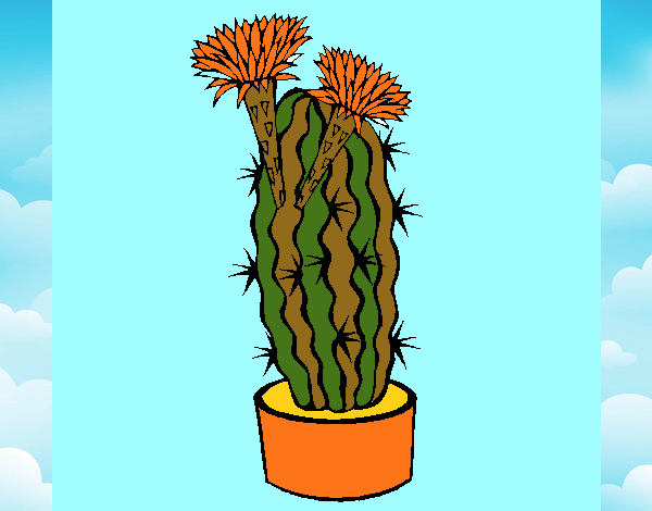 Cactus con flores