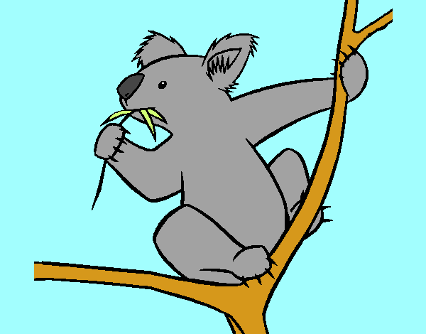 Koala