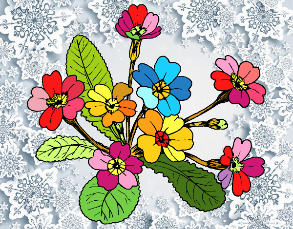Dibujo Primula pintado por andymely