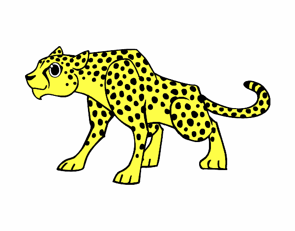 leopardo