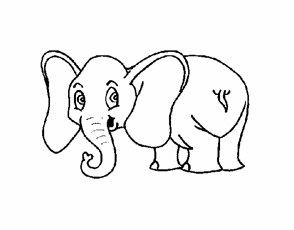 Elefante pequeño