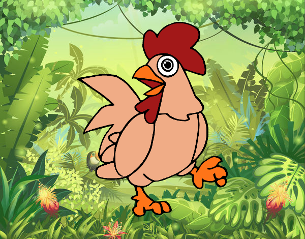 el    gallo    coroco