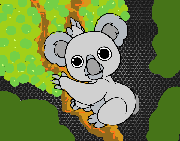 El koala.