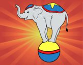 Elefante equilibrista