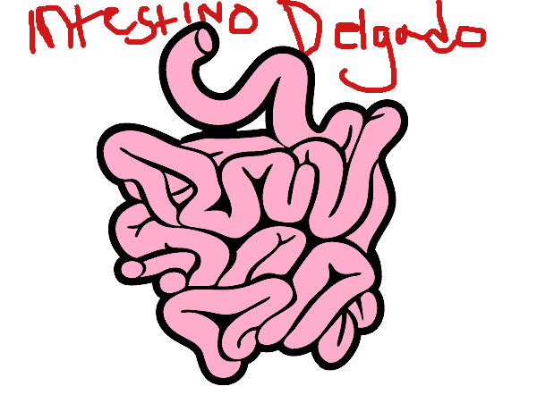 Intestino delgado