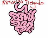 Intestino delgado