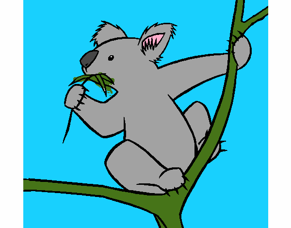 Koala