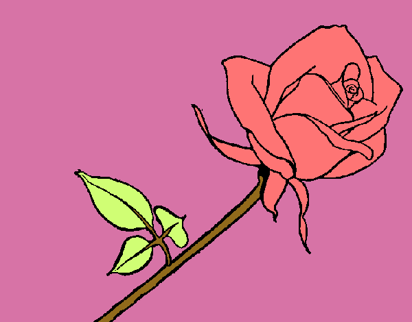 Rosa