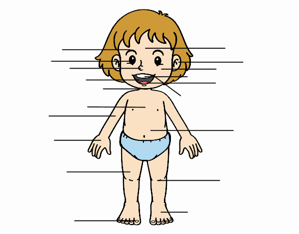 dibujos del cuerpo humano