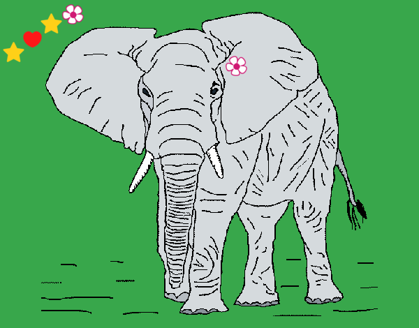 Elefante 1