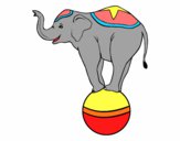 Elefante equilibrista