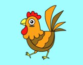 Gallina de granja