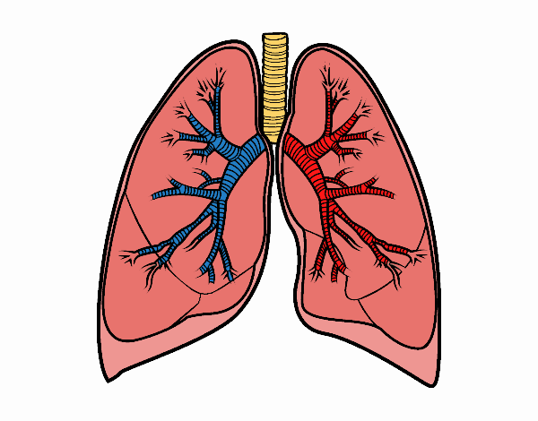 Sistema de respiración
