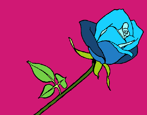 Rosa