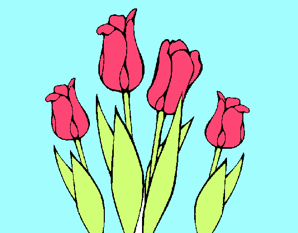 Tulipanes