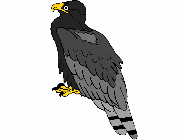 Águila