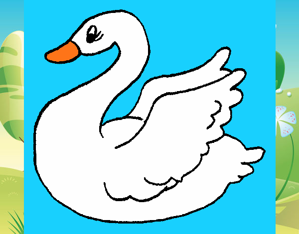 Cisne 2