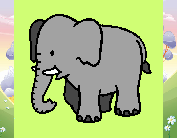 Elefante bebe