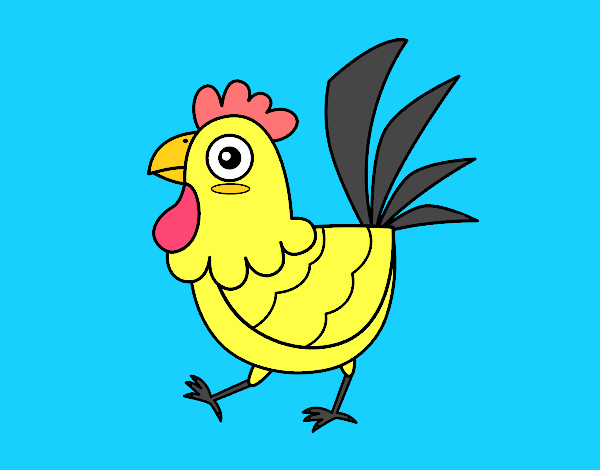 Gallina de granja