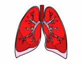 Pulmones y bronquios