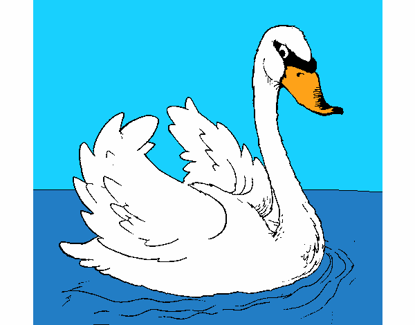 Cisne en el agua