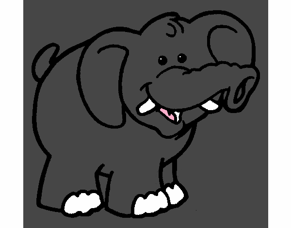 Elefante 6