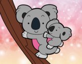 Madre koala