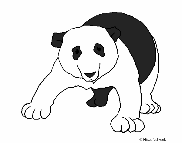 Oso panda 1