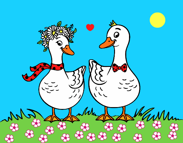 Pareja de patos