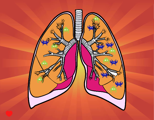 Pulmones y bronquios