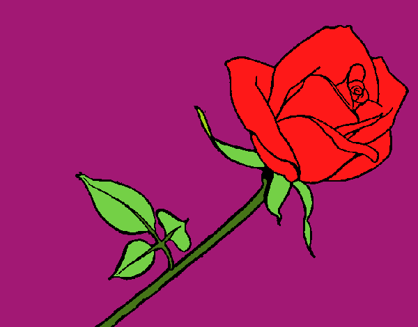 Rosa