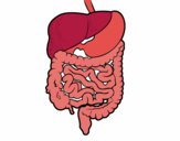 Dibujo Sistema digestivo pintado por kjdfshiudf