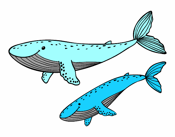 ballenas   azules