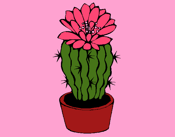 Cactus con flor