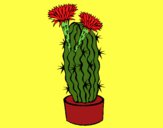 Cactus con flores