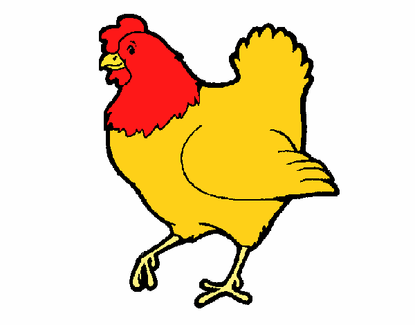 Gallina