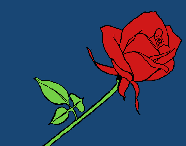 Rosa