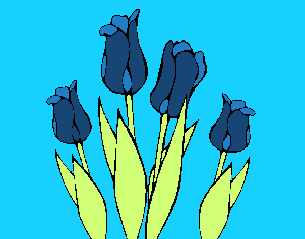 Tulipanes