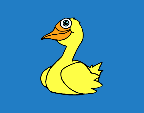 Un pato