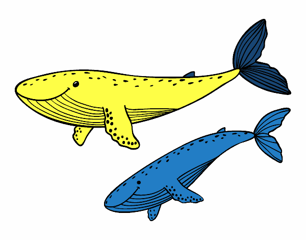 Ballenas