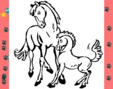 Caballos