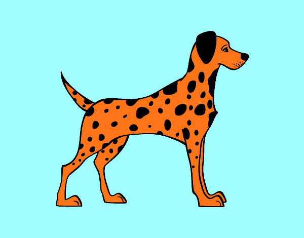 DALMATA NARANJA