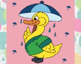 Pato bajo la lluvia