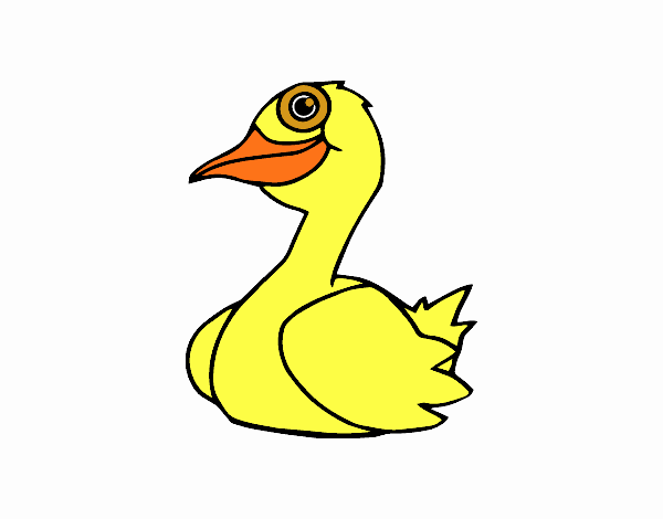 Un pato